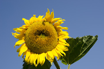 Image showing Ripe sunflower looks like sun  background blue sky