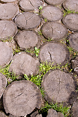 Image showing Background of tree stumps sting into the ground