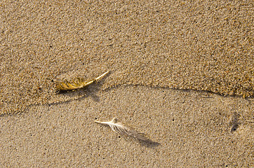 Image showing Mangy bird feathers in seashore sand background.