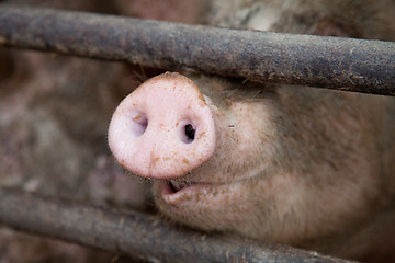 Image showing Pig's Snout Behind Bars