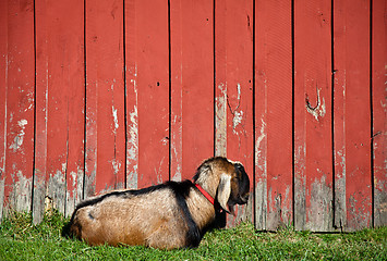 Image showing Sleeping Male Goat 