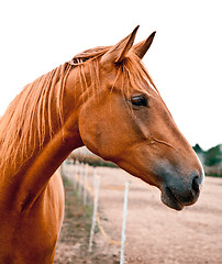 Image showing Portrait of a Chestnut Horse