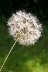 Image showing Dandelion Seed Head