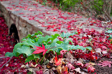 Image showing Alone in a Crowd (Scene with Fall Leaves)