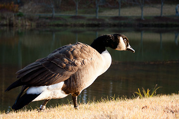 Image showing Canada Goose by a Pond in the Fall