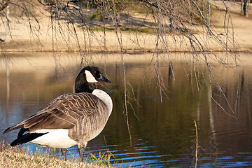 Image showing Canada Goose by a Pond in the Fall