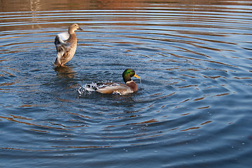 Image showing Ducks