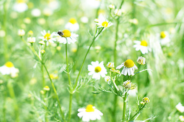 Image showing green meadow 