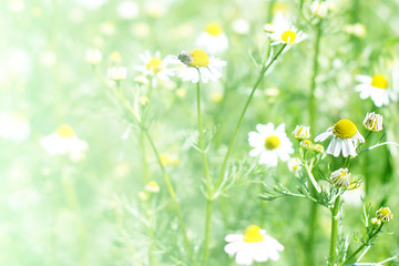 Image showing green meadow 