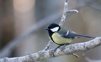 Image showing Great tit