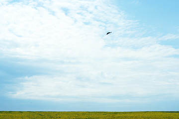 Image showing green meadow 