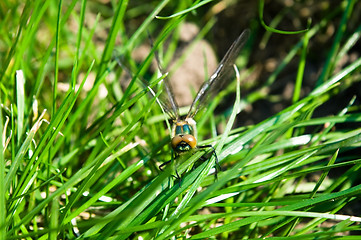 Image showing Dragonfly Outdoor 