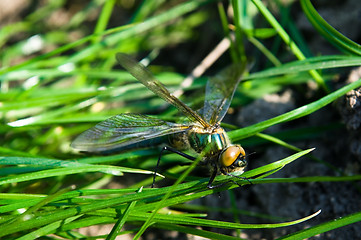 Image showing Dragonfly Outdoor 