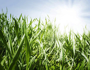 Image showing spring grass