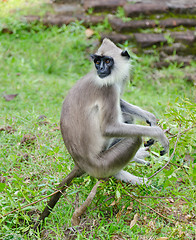 Image showing Gray langur