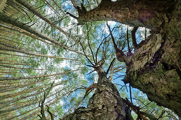 Image showing tops of the trees 