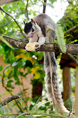 Image showing grizzled giant squirrel Ratufa macroura