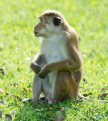 Image showing Bonnet macaque portrait full-length