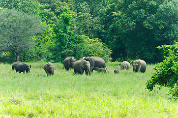 Image showing wild Indian elephants in the nature 