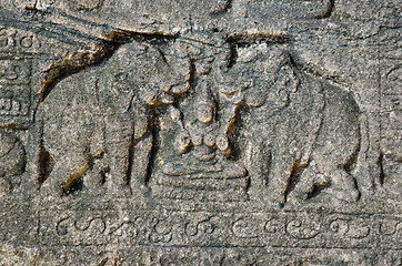 Image showing elephants on ruins Polonnaruwa