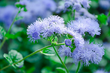 Image showing blurred floral background