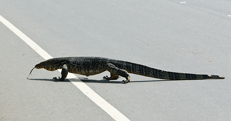 Image showing Wild large monitor lizard ( Ceylon ).