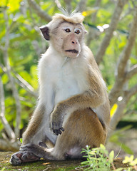 Image showing Bonnet macaque portrait full-length