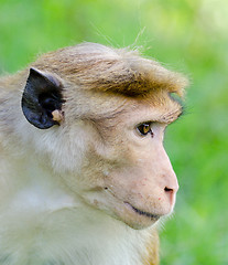 Image showing Portrait of Ceylon macaque closeup