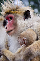 Image showing Mother and child close-up