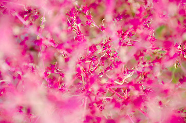Image showing blurred floral background