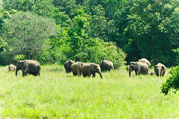 Image showing wild Indian elephants in the nature 