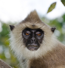 Image showing  potrraite of Gray langur