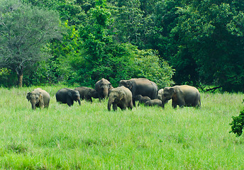 Image showing wild Indian elephants in the nature 