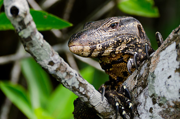 Image showing Wild monitor lizard ( Ceylon ).
