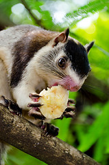 Image showing grizzled giant squirrel Ratufa macroura