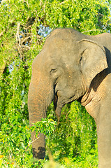 Image showing adult male Indian elephant in the wild