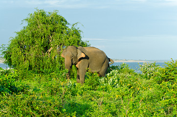 Image showing adult male Indian elephant in the wild