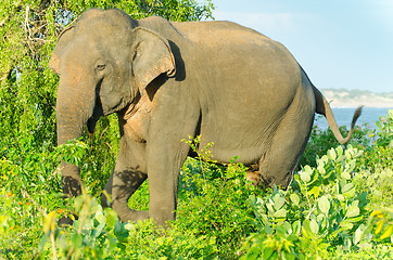 Image showing adult male Indian elephant in the wild