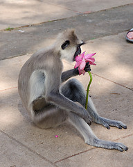 Image showing Gray langur took away flower