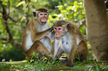 Image showing pair of adult macaques Bonnet