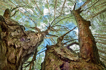 Image showing tops of the trees 