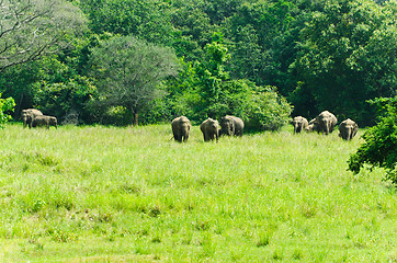 Image showing wild Indian elephants in the nature 