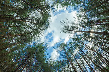 Image showing tops of the trees 