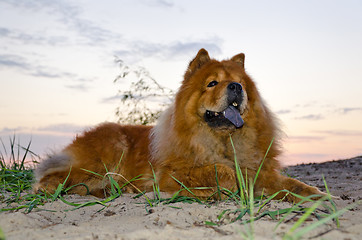 Image showing chow dog