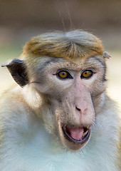 Image showing Portrait of Ceylon macaque closeup