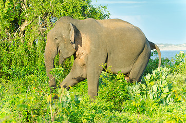 Image showing adult male Indian elephant in the wild