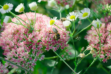 Image showing blurred Sedum background and honeybee