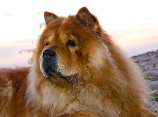 Image showing chow dog