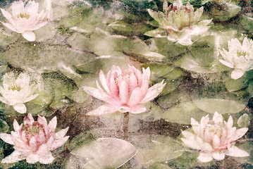 Image showing Water Lily