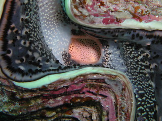 Image showing Giant shell closeup